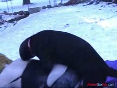 Playing hot in the snow with a dog